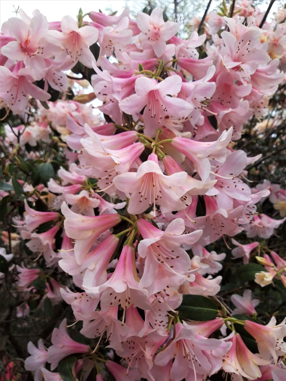 'Pink Gin'